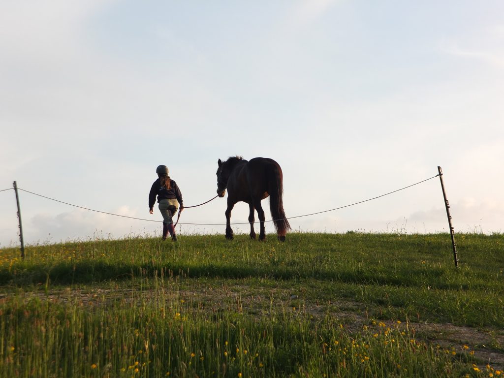 Elf_equine_and_canine